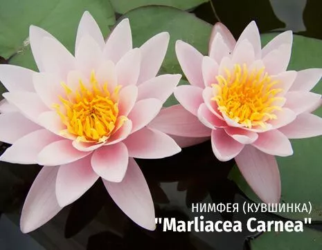 Marliacea Carnea